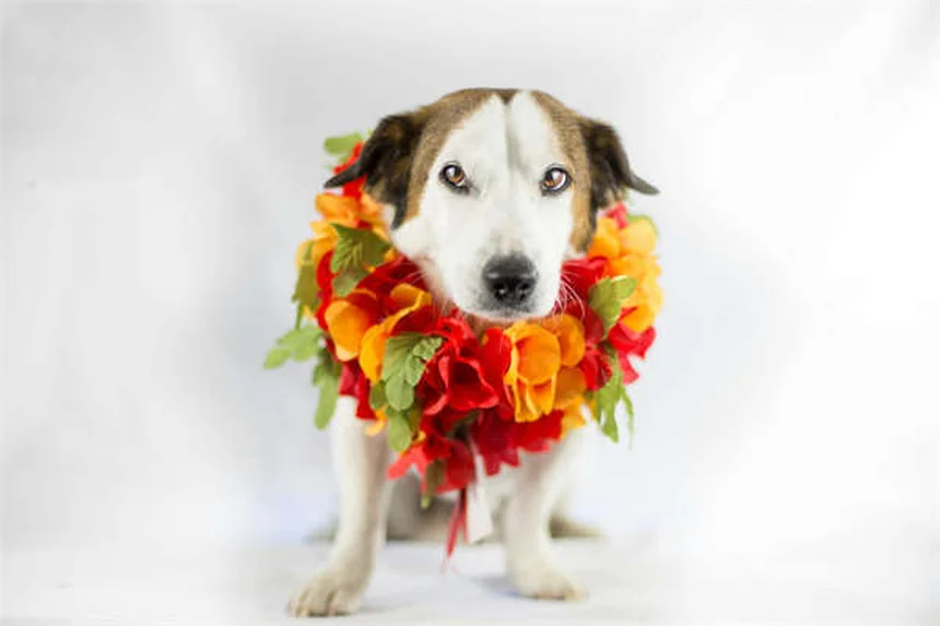 Ram Truck Comeback: CEO Reveals Turnaround Plan After Hemi Discontinuation